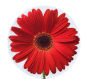 Red Mini Gerbera Daisy