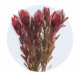 Leucadendron