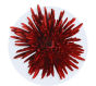 Spider Mum Spider Mum