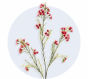 Waxflower