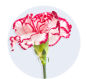 Carnation