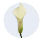 White Mini Calla Lily
