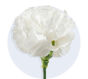 Carnation