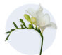 Freesia