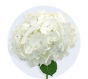 White Mini Hydrangea