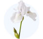 White Iris