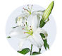 Oriental Lily