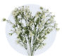 Waxflower