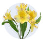 Alstroemeria