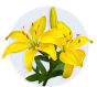 Asiatic Lily