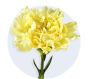 Carnation