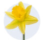 Daffodil