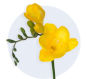 Freesia