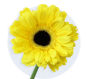 Yellow Mini Gerbera Daisy