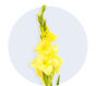 Gladiolus