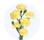 yellow-mini-carnation_6849b65574430.jpg