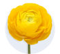 Ranunculus