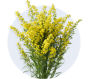 Solidago