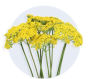 Yarrow